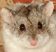 Avatar du membre